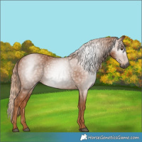 Horse Color:Gray Chestnut 