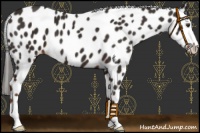Horse Color:Liver Chestnut Sabino Leopard 