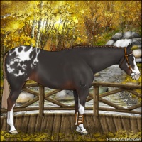 Horse Color:Liver Chestnut Sabino Blanket