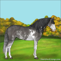Horse Color:Black Sabino 
