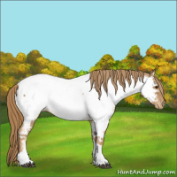 Horse Color:Chestnut Tobiano Appaloosa 