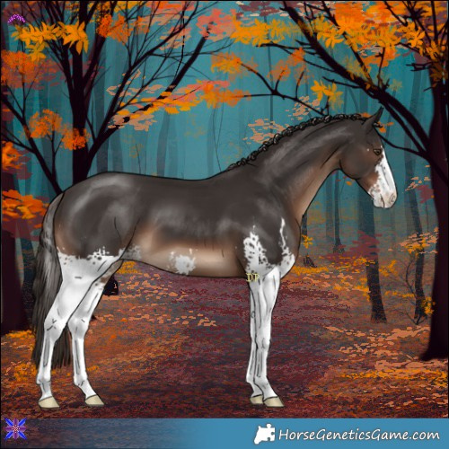 Horse Color:Liver Chestnut Sabino 