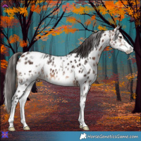 Horse Color:White Spotted Bay Frame Appaloosa Rabicano and White Spotted Bay Appaloosa