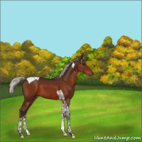 Horse Color:Silver Bay Tobiano 