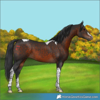 Horse Color:Brown Tobiano 