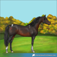 Horse Color:Brown Tobiano Rabicano 