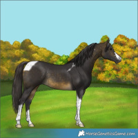 Horse Color:Buckskin Tobiano Rabicano 