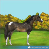 Horse Color:Buckskin Tobiano Rabicano 