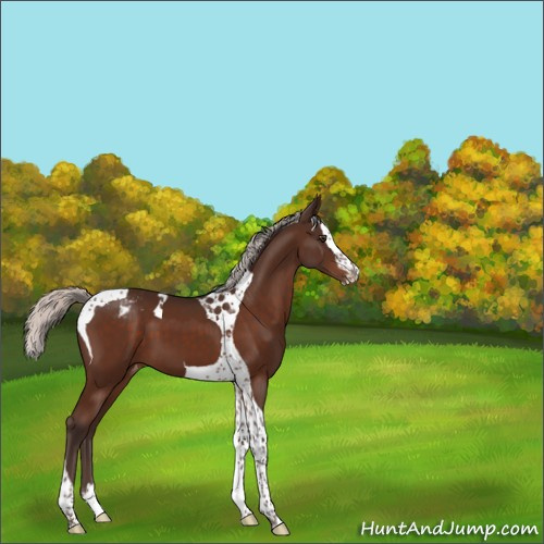 Horse Color:Unknown 