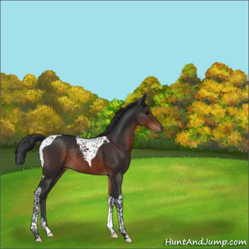 Horse Color:Brown Tobiano Rabicano 