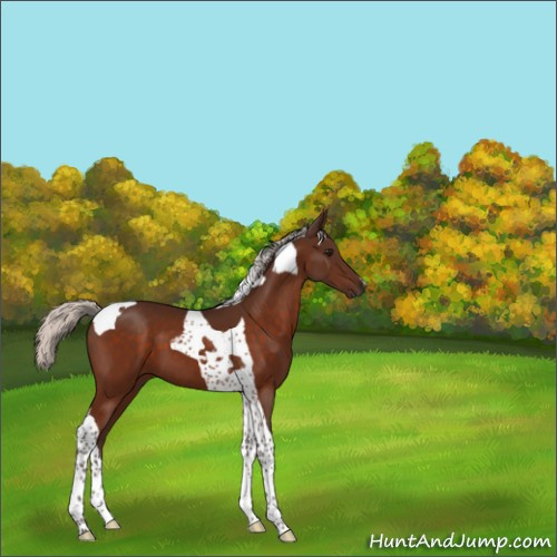Horse Color:Unknown 