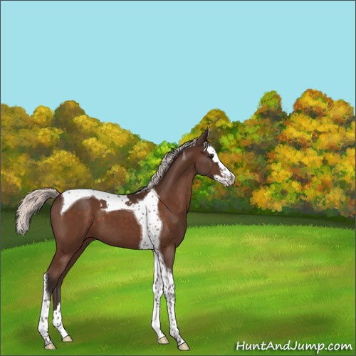 Horse Color:Unknown 