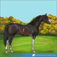 Horse Color:Brown Tobiano 