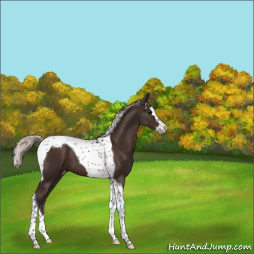 Horse Color:Silver Brown Splash Tobiano Appaloosa 