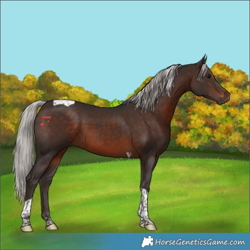 Horse Color:Silver Brown Tobiano 