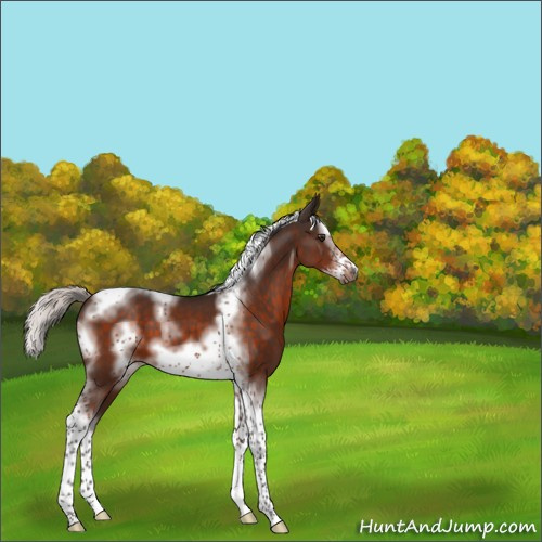 Horse Color:Silver Brown Sabino Splash Tobiano Frame 