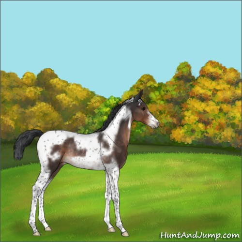 Horse Color:Unknown 