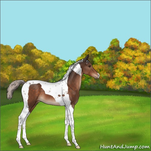 Horse Color:Unknown 