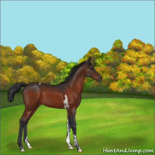 Horse Color:Unknown 