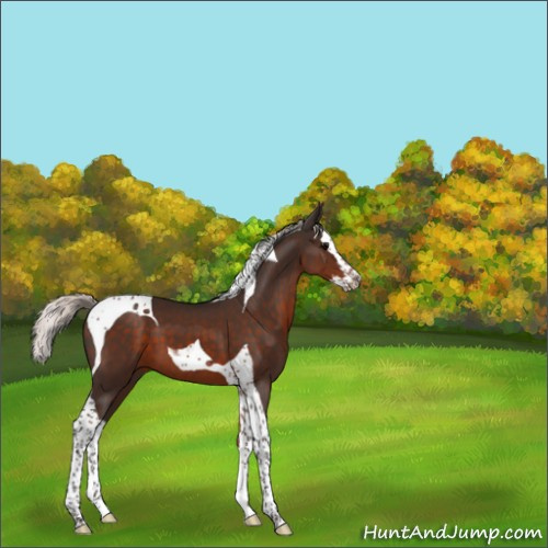 Horse Color:Unknown 