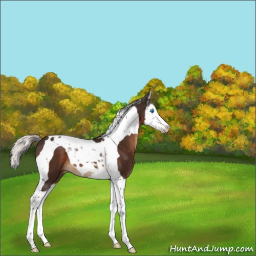 Horse Color:Unknown 