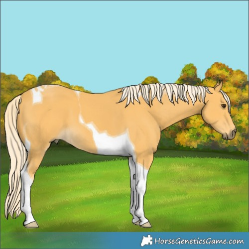 Horse Color:Palomino Tobiano 