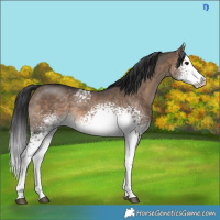 Horse Color:White Spotted Brown Dun Splash