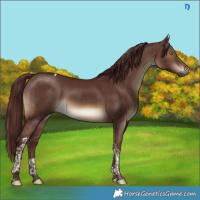 Horse Color:Gray Chocolate Brown Dun Tobiano Brindle 