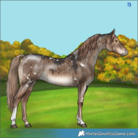 Horse Color:White Spotted Liver Red Dun Tobiano Brindle