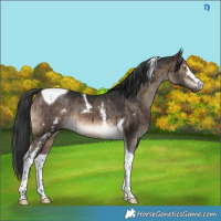 Horse Color:White Spotted Brown Dun Tobiano Brindle 