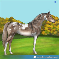 Horse Color:White Spotted Liver Red Dun Tobiano Brindle 
