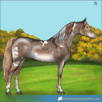 Horse Color:White Spotted Liver Red Dun Tobiano 