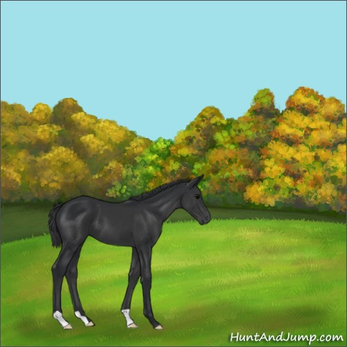 Horse Color:Black 