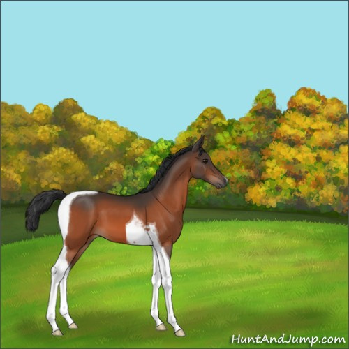Horse Color:Bay Tobiano 