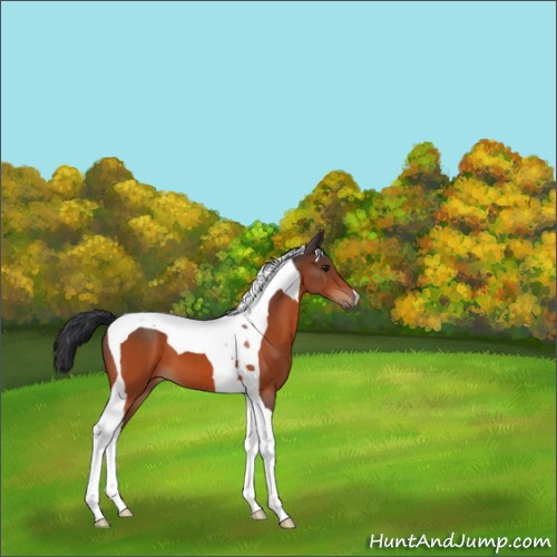 Horse Color:Brown Tobiano 
