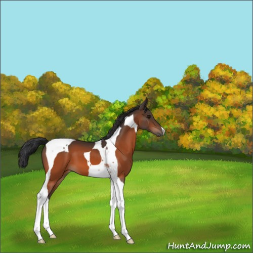 Horse Color:Bay Tobiano 