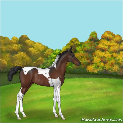 Horse Color:Brown Tobiano Rabicano 