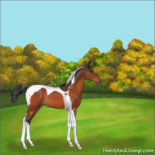 Horse Color:Bay Tobiano Rabicano 