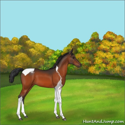 Horse Color:Brown Tobiano 