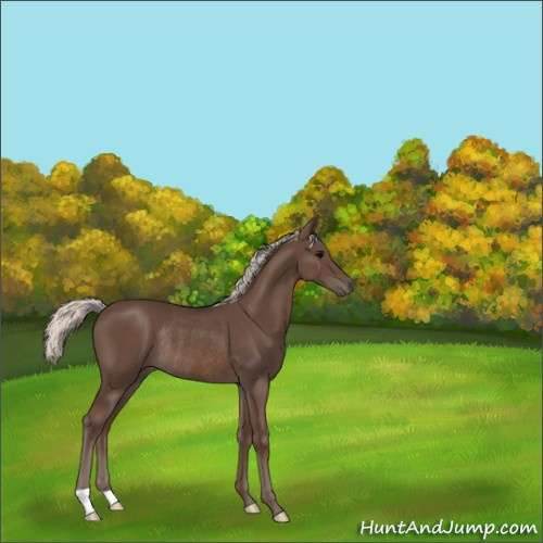 Horse Color:Silver Black Rabicano 