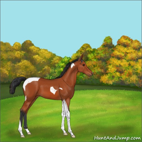 Horse Color:Bay Tobiano 