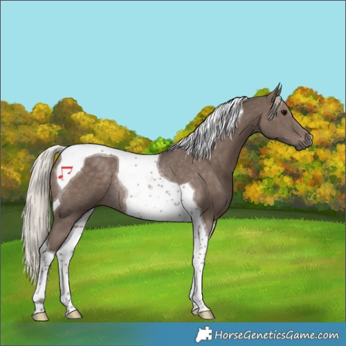 Horse Color:Silver Black Tobiano Rabicano 