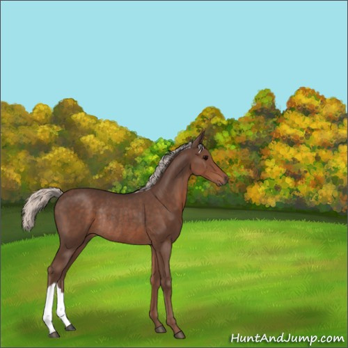 Horse Color:Silver Black Rabicano 