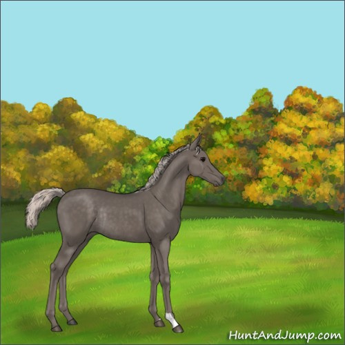 Horse Color:Silver Black Rabicano 