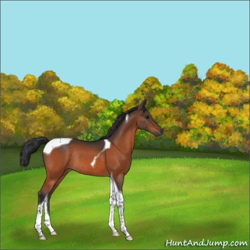 Horse Color:Brown Tobiano Rabicano 