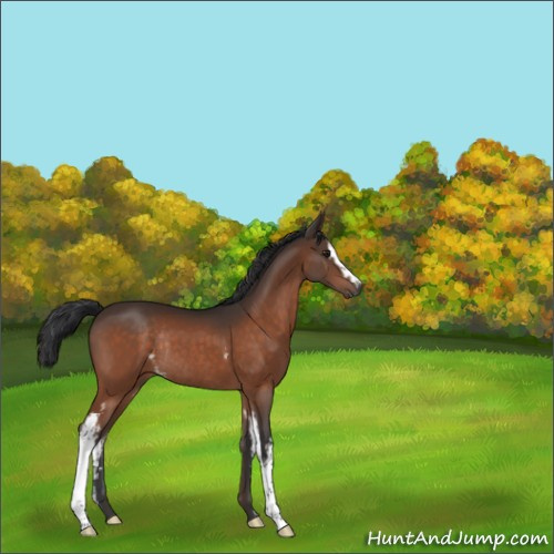 Horse Color:White Spotted Brown Rabicano 
