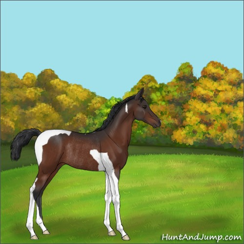 Horse Color:Brown Tobiano Rabicano 