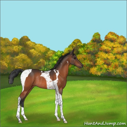 Horse Color:Bay Tobiano Rabicano 