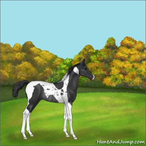 Horse Color:Black Tobiano Rabicano 
