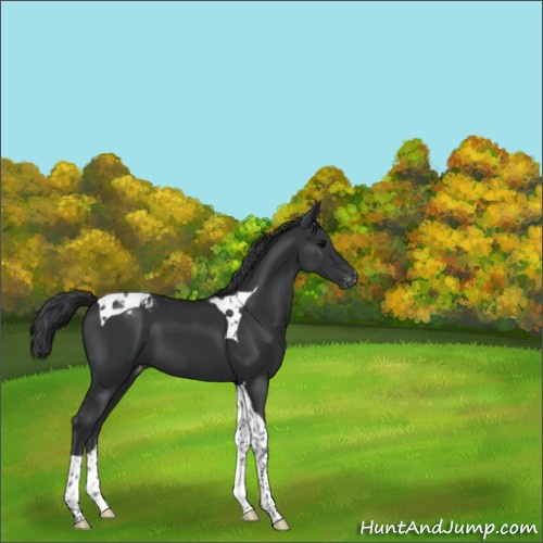 Horse Color:Black Tobiano Appaloosa 